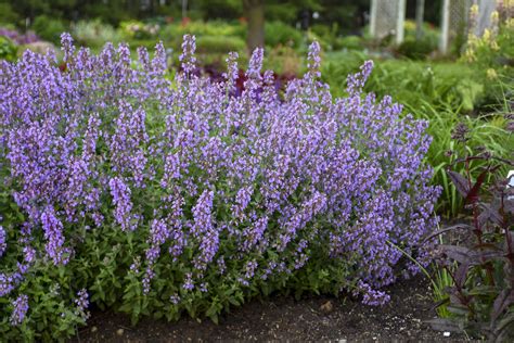 Nepeta: Cat'S Herb